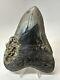 Megalodon Shark Tooth 5.39 Big Natural Fossil Authentic 18914