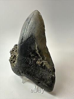 Megalodon Shark Tooth 5.39 Big Natural Fossil Authentic 18914