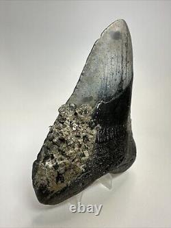 Megalodon Shark Tooth 5.39 Big Natural Fossil Authentic 18914