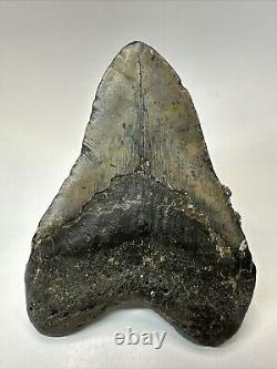 Megalodon Shark Tooth 5.39 Big Natural Fossil Authentic 18914