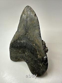 Megalodon Shark Tooth 5.39 Big Natural Fossil Authentic 18914