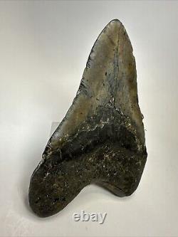 Megalodon Shark Tooth 5.39 Big Natural Fossil Authentic 18914