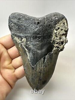 Megalodon Shark Tooth 5.39 Big Natural Fossil Authentic 18914