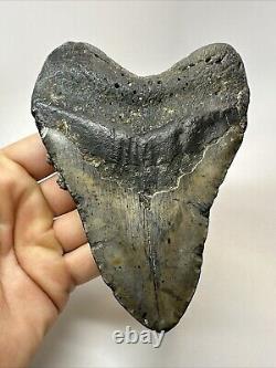 Megalodon Shark Tooth 5.39 Big Natural Fossil Authentic 18914