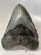 Megalodon Shark Tooth 5.39 Black Beauty Authentic Natural Fossil 13474
