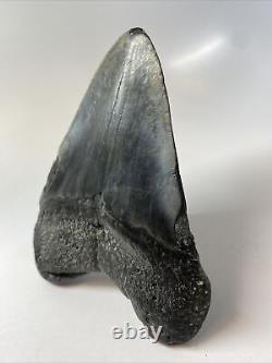 Megalodon Shark Tooth 5.39 Black Beauty Authentic Natural Fossil 13474
