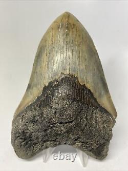 Megalodon Shark Tooth 5.39 Colorful Natural Fossil Authentic 14663