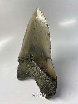 Megalodon Shark Tooth 5.39 Colorful Natural Fossil Authentic 14663