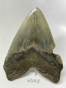 Megalodon Shark Tooth 5.39 Huge Beautiful Fossil Authentic 12867