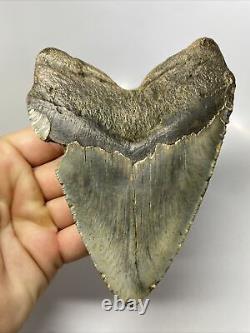Megalodon Shark Tooth 5.39 Huge Beautiful Fossil Authentic 12867