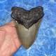 Megalodon Shark Tooth 5.39'' Huge Teeth Meg Scuba Diver Direct Fossil Nc 9029