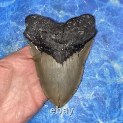 Megalodon Shark Tooth 5.39'' Huge Teeth Meg Scuba Diver Direct Fossil Nc 9029