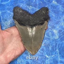 Megalodon Shark Tooth 5.39'' Huge Teeth Meg Scuba Diver Direct Fossil Nc 9029