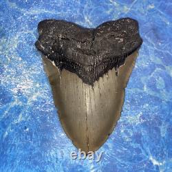 Megalodon Shark Tooth 5.39'' Huge Teeth Meg Scuba Diver Direct Fossil Nc 9029