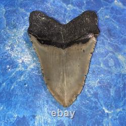 Megalodon Shark Tooth 5.39'' Huge Teeth Meg Scuba Diver Direct Fossil Nc 9029
