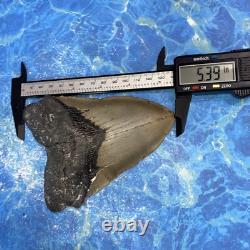 Megalodon Shark Tooth 5.39'' Huge Teeth Meg Scuba Diver Direct Fossil Nc 9029