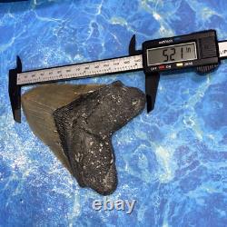 Megalodon Shark Tooth 5.39'' Huge Teeth Meg Scuba Diver Direct Fossil Nc 9029