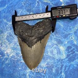 Megalodon Shark Tooth 5.39'' Huge Teeth Meg Scuba Diver Direct Fossil Nc 9029