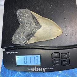 Megalodon Shark Tooth 5.39'' Huge Teeth Meg Scuba Diver Direct Fossil Nc 9029