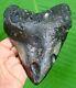 Megalodon Shark Tooth 5.39 Huge Tooth Real Fossil No Restorations
