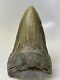Megalodon Shark Tooth 5.39 Unique Shape Lower Jaw Real Fossil 10917