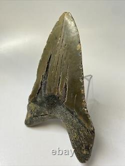 Megalodon Shark Tooth 5.39 Unique Shape Lower Jaw Real Fossil 10917