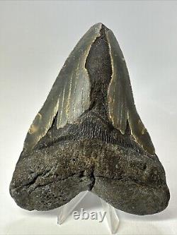 Megalodon Shark Tooth 5.39 inch Huge Natural Fossil Authentic Real 18705