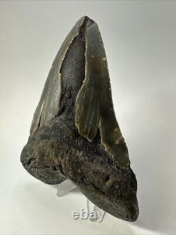 Megalodon Shark Tooth 5.39 inch Huge Natural Fossil Authentic Real 18705