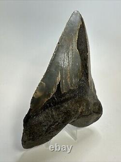 Megalodon Shark Tooth 5.39 inch Huge Natural Fossil Authentic Real 18705