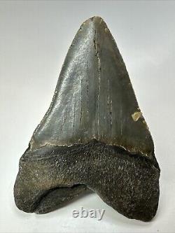 Megalodon Shark Tooth 5.39 inch Huge Natural Fossil Authentic Real 18705