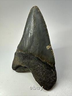 Megalodon Shark Tooth 5.39 inch Huge Natural Fossil Authentic Real 18705