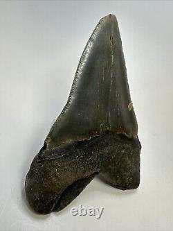 Megalodon Shark Tooth 5.39 inch Huge Natural Fossil Authentic Real 18705