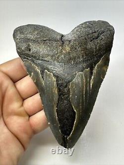 Megalodon Shark Tooth 5.39 inch Huge Natural Fossil Authentic Real 18705
