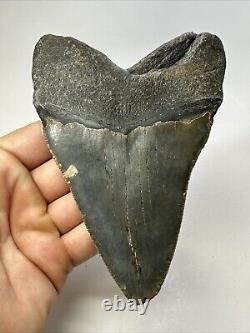 Megalodon Shark Tooth 5.39 inch Huge Natural Fossil Authentic Real 18705