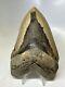 Megalodon Shark Tooth 5.39 Inch Large Natural Fossil Authentic Real 16383