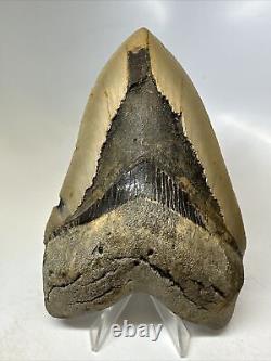 Megalodon Shark Tooth 5.39 inch Large Natural Fossil Authentic Real 16383