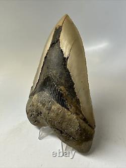 Megalodon Shark Tooth 5.39 inch Large Natural Fossil Authentic Real 16383