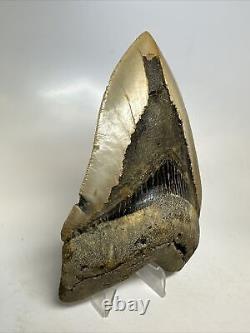 Megalodon Shark Tooth 5.39 inch Large Natural Fossil Authentic Real 16383
