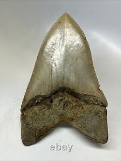 Megalodon Shark Tooth 5.39 inch Large Natural Fossil Authentic Real 16383