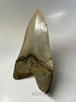 Megalodon Shark Tooth 5.39 inch Large Natural Fossil Authentic Real 16383
