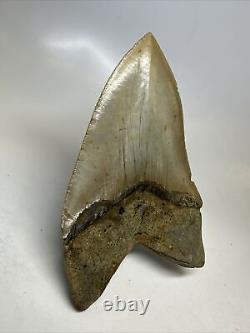 Megalodon Shark Tooth 5.39 inch Large Natural Fossil Authentic Real 16383