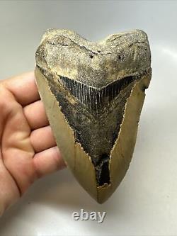 Megalodon Shark Tooth 5.39 inch Large Natural Fossil Authentic Real 16383