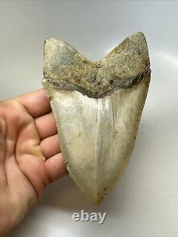 Megalodon Shark Tooth 5.39 inch Large Natural Fossil Authentic Real 16383