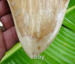 Megalodon Shark Tooth 5 & 3/16 ORANGE CRUSH REAL FOSSIL with FREE STAND