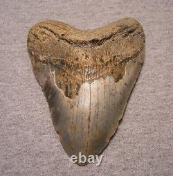 Megalodon Shark Tooth 5 3/16 Sharks Teeth Extinct Giant Fossil No Repair Real