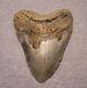 Megalodon Shark Tooth 5 3/16 Sharks Teeth Extinct Giant Fossil No Repair Real