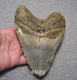 Megalodon Shark Tooth 5 3/16 Sharks Teeth Extinct Giant Fossil No Repair Real