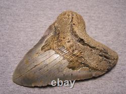 Megalodon Shark Tooth 5 3/16 Sharks Teeth Extinct Giant Fossil No Repair Real