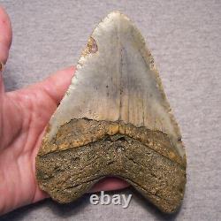 Megalodon Shark Tooth 5 3/16 Sharks Teeth Extinct Giant Fossil No Repair Real