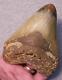 Megalodon Shark Tooth 5 3/16 Teeth Jaw Fossil Stunning Color Polished Megladon